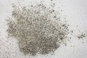 mold in the winter